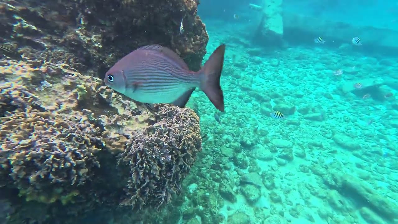 Diving in the Waters of Cozumel Hotel & Resort | Lots of Fishes Underwater | Like, Share & Subscribe