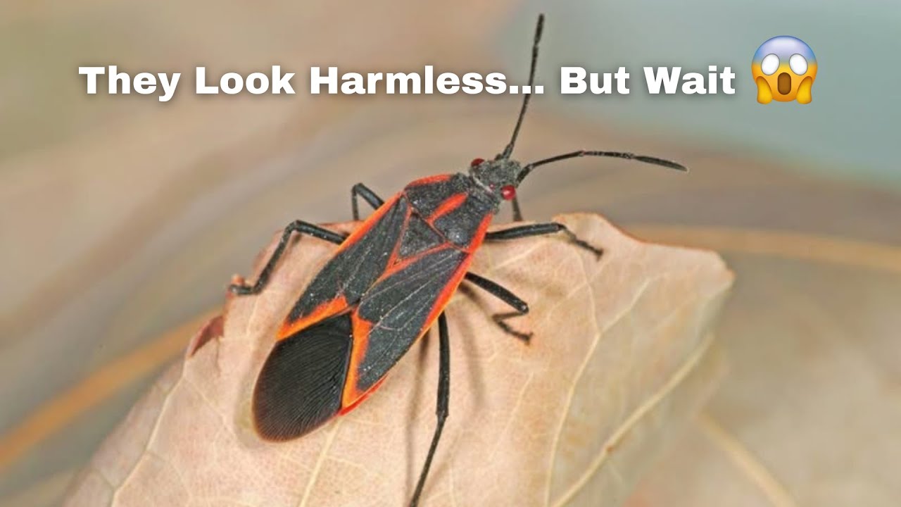 How to Repel Boxelder Bugs Wisconsin Homeowner’s Guide