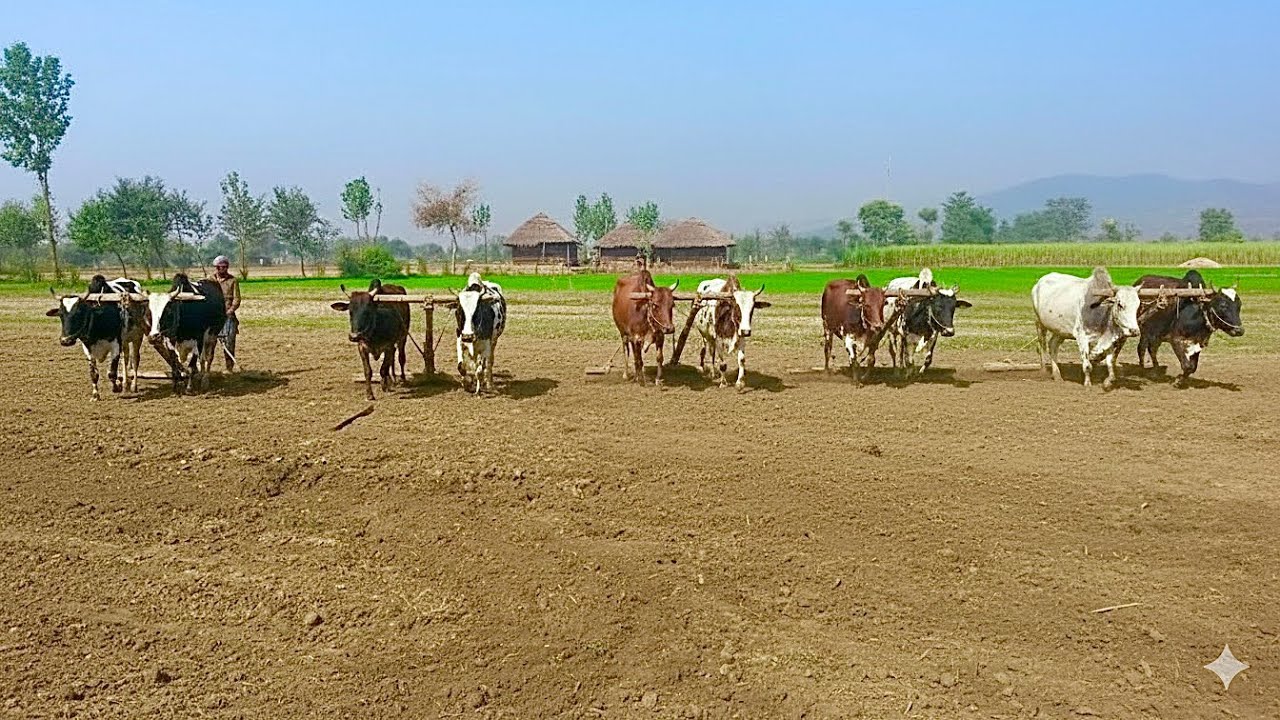 Bull powered field levelling | Antique and ancient style of ploughing | Traditional and old punjab