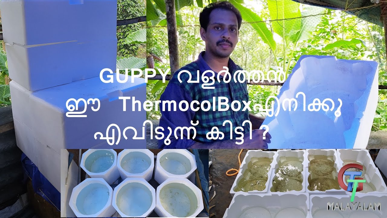 Guppy farm thermocol box എനിക്കു എവിടുന്ന് കിട്ടി ?/GTT MALAYALAM