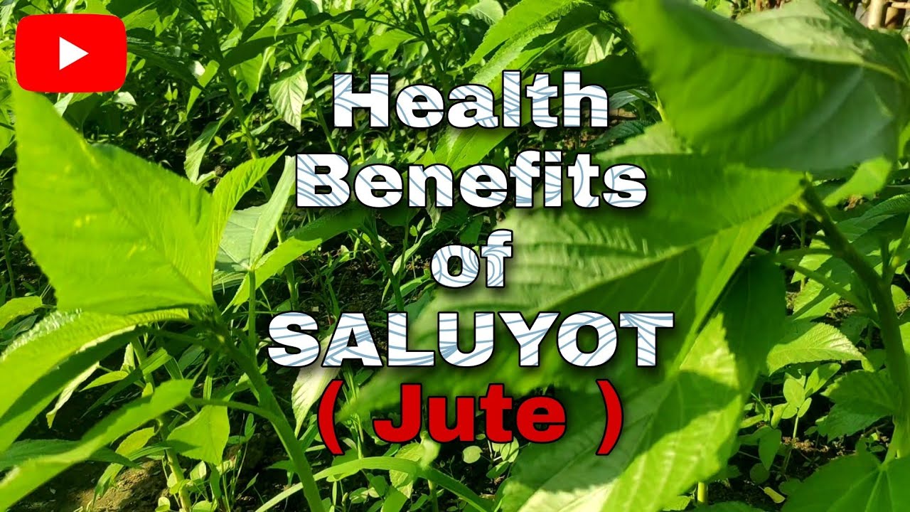 Health benefits of Eating Jute ( Saluyot ) | #HealthBenefits
