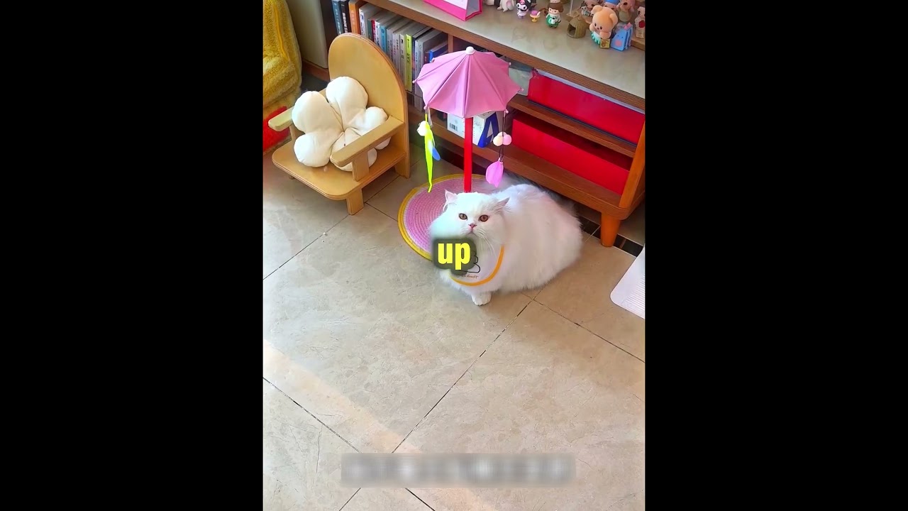 One Of Her Cats Stepped On Her Bread!🥹🩷