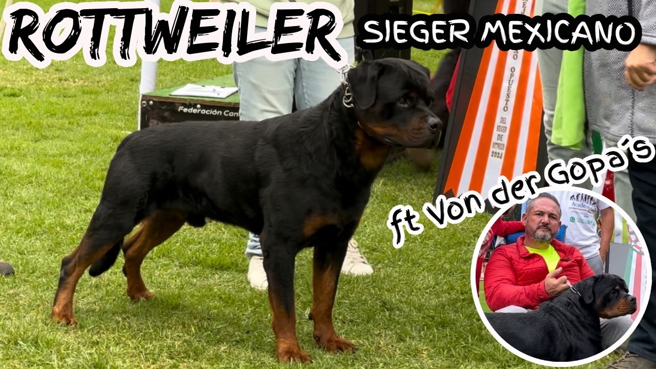los MEJORES ROTTWEILER del país están en esta EXPOSICIÓN