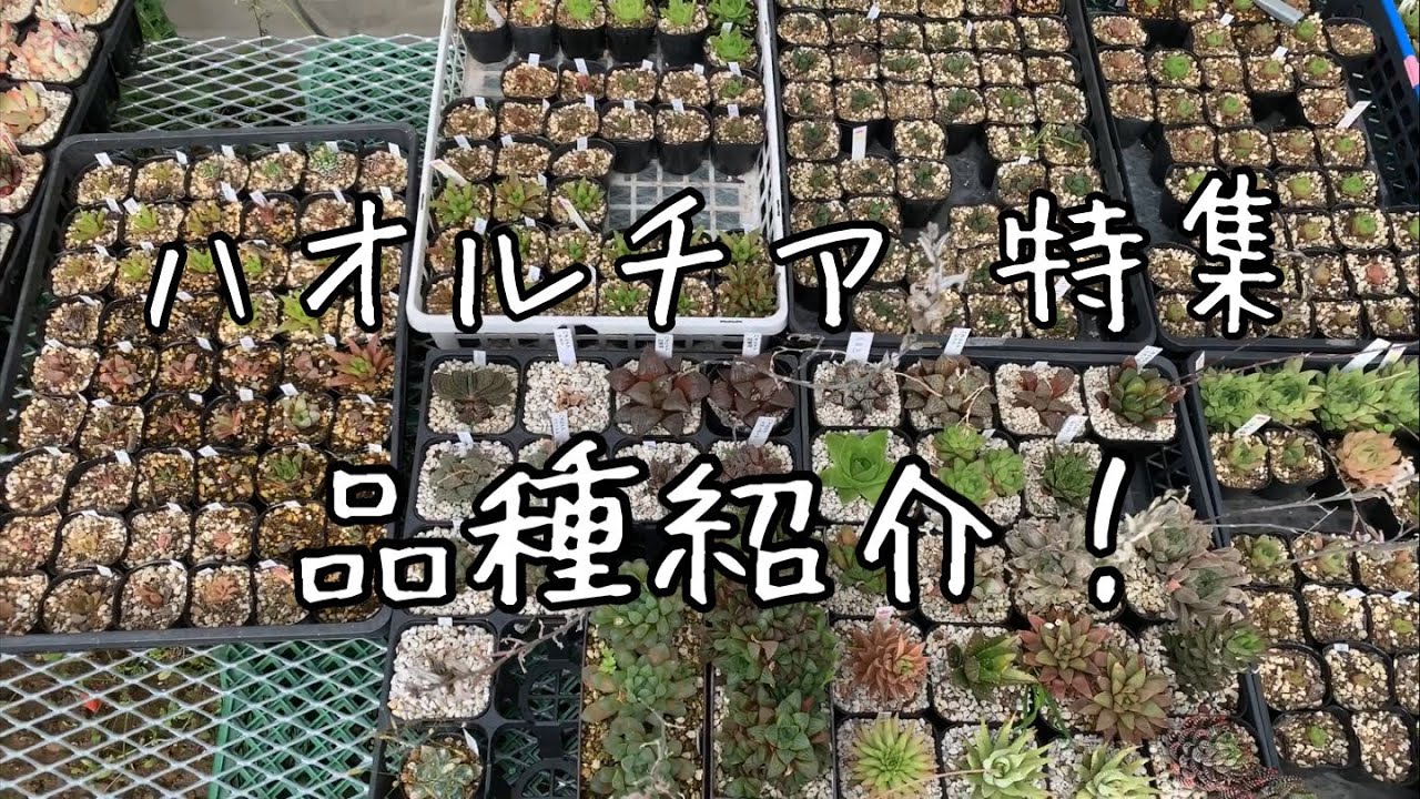 ハオルチア特集 第3弾 品種紹介編