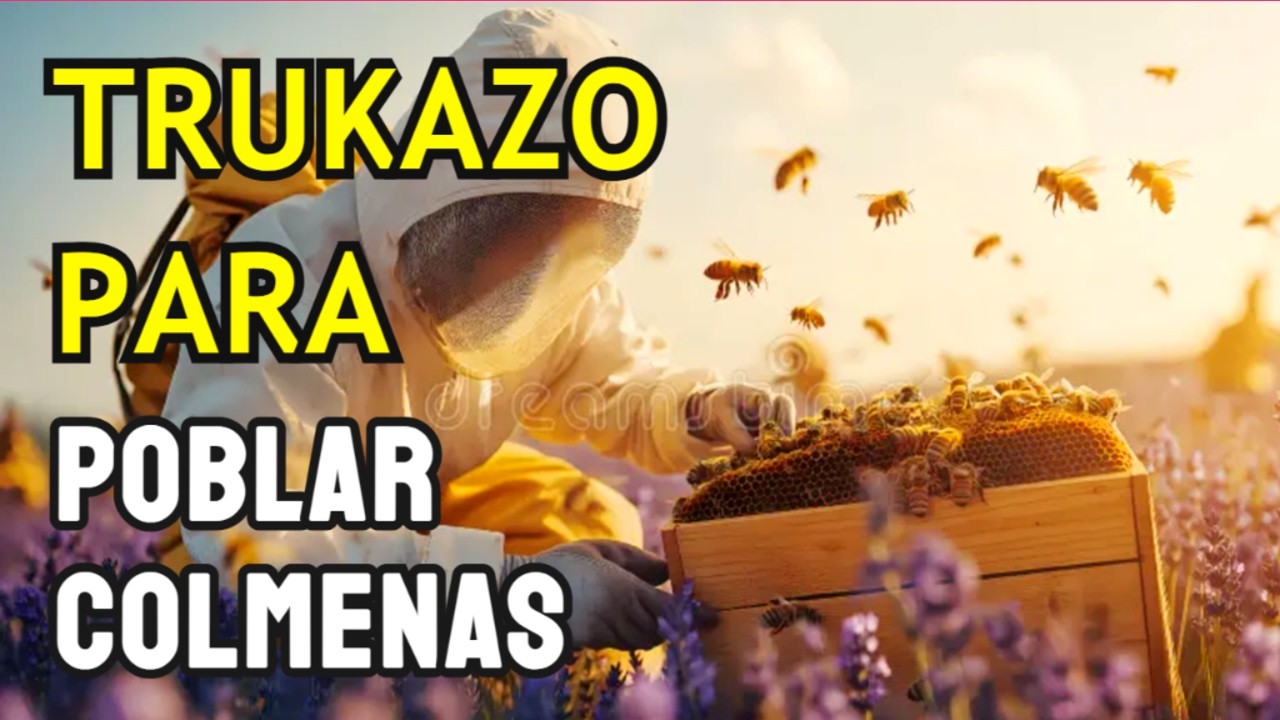 Hoy lleno estas colmenas y a producir en 15 días (fill these hives and produce in 15 days)