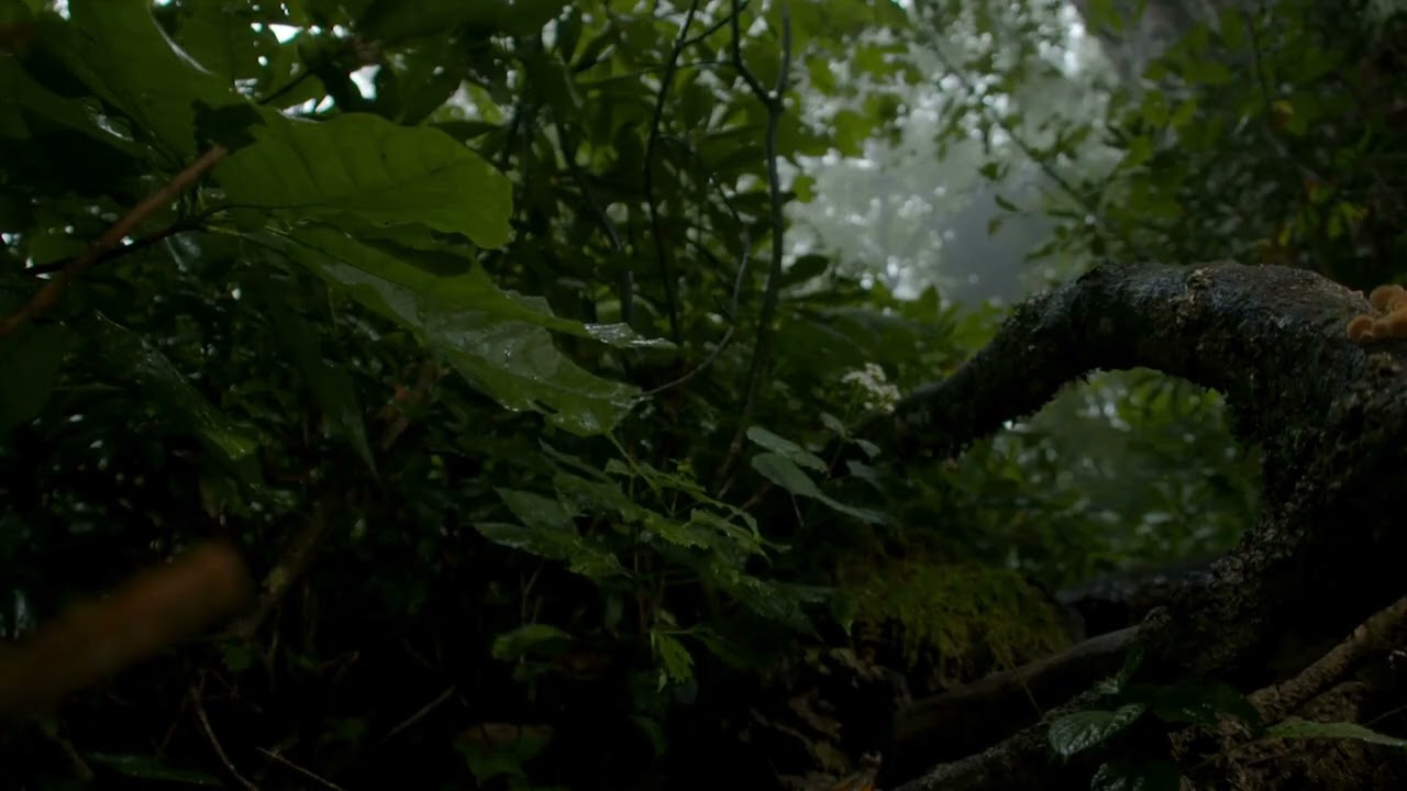 Rainforest rain sounds for deep sleep
