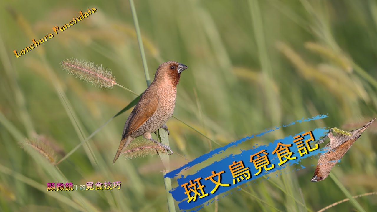 鳥喙與腳併用的覓食技能 ＃斑文鳥 ＃覓食 ＃眼見為憑