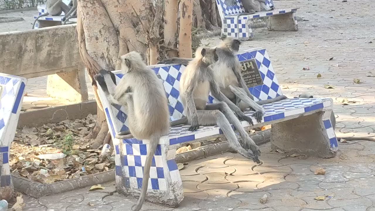 Monkey ki dhamal dekhne ka maja 🤣🤣