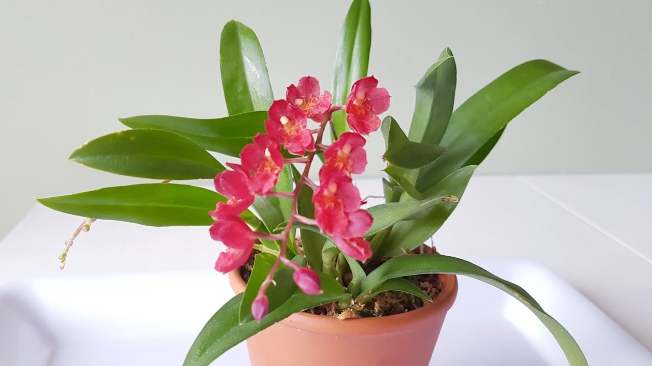 迷你文心兰'红瓢虫'今年第2次开花 Howeara Chian-Tzy Lovely 'Red Bug'