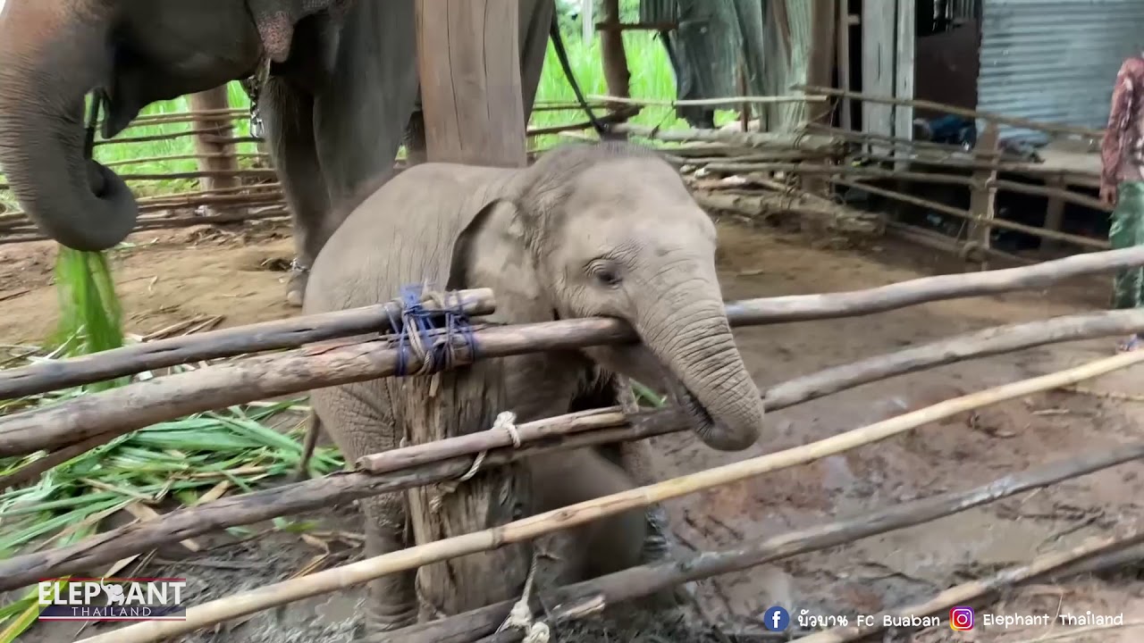 แม่ช้างตีลูก!! อัดเป็นชุดจนลูกหมอบ!