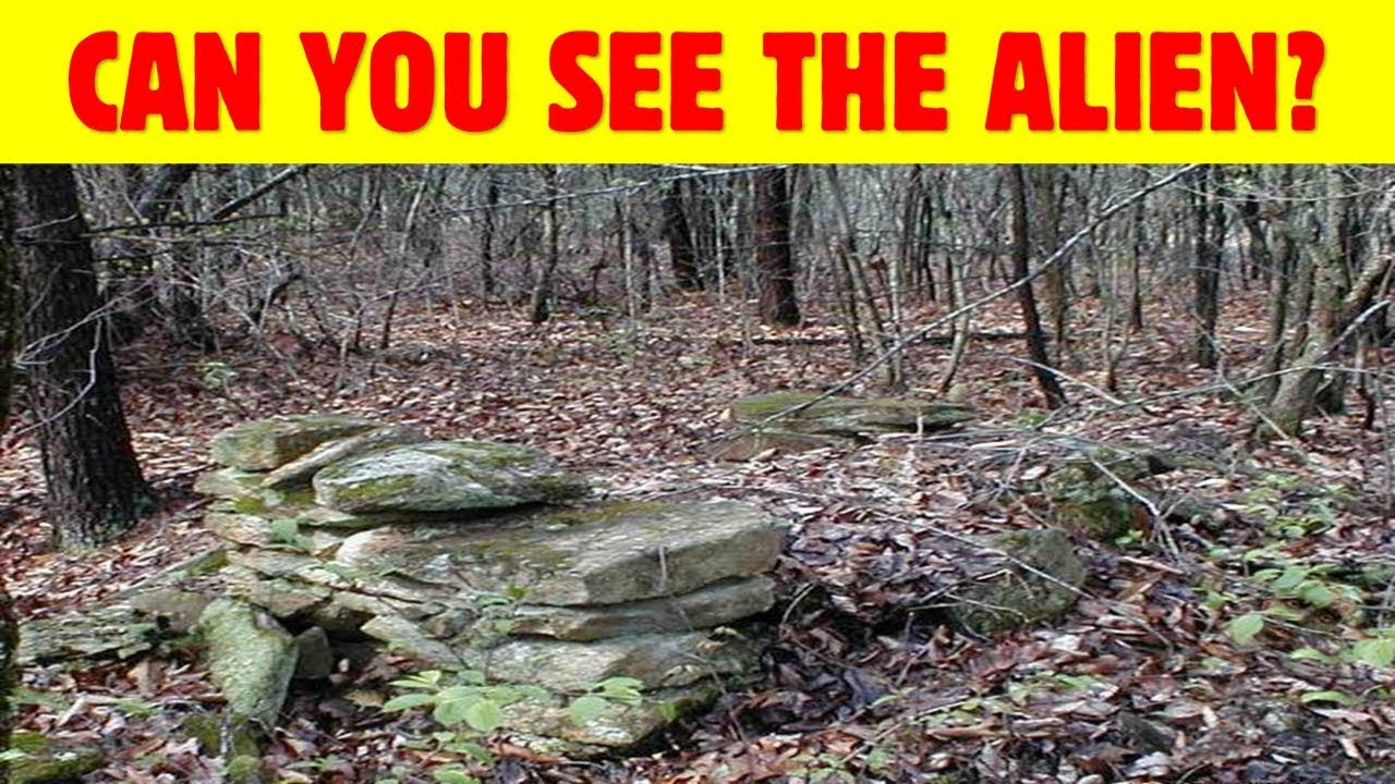 Nobody Can See All The Hidden Animals #Level 2 । Optical Illusions । Brain Teasers