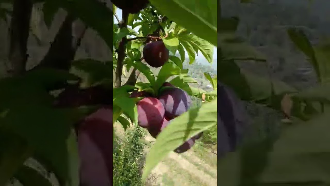 Red Beaut Plum May 22 !! सबसे जल्दी और सबसे महंगा बिकने वाला प्लम!!