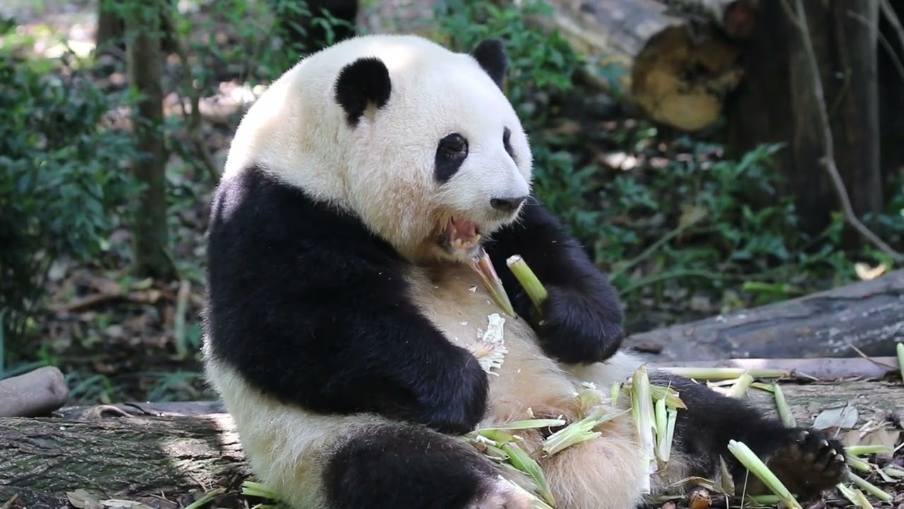 花花：笋子吃完，阳光请签收