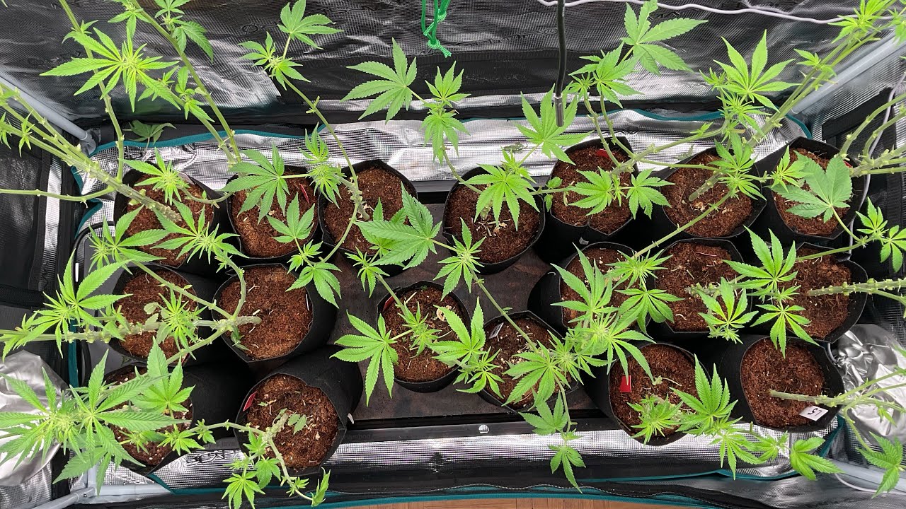 18 plant hunt ELEV8 LEMON TREE S1 + STRAWBERRY LEMON BOMB 