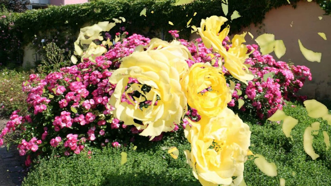 Der Rosengarten in Bad Langensalza