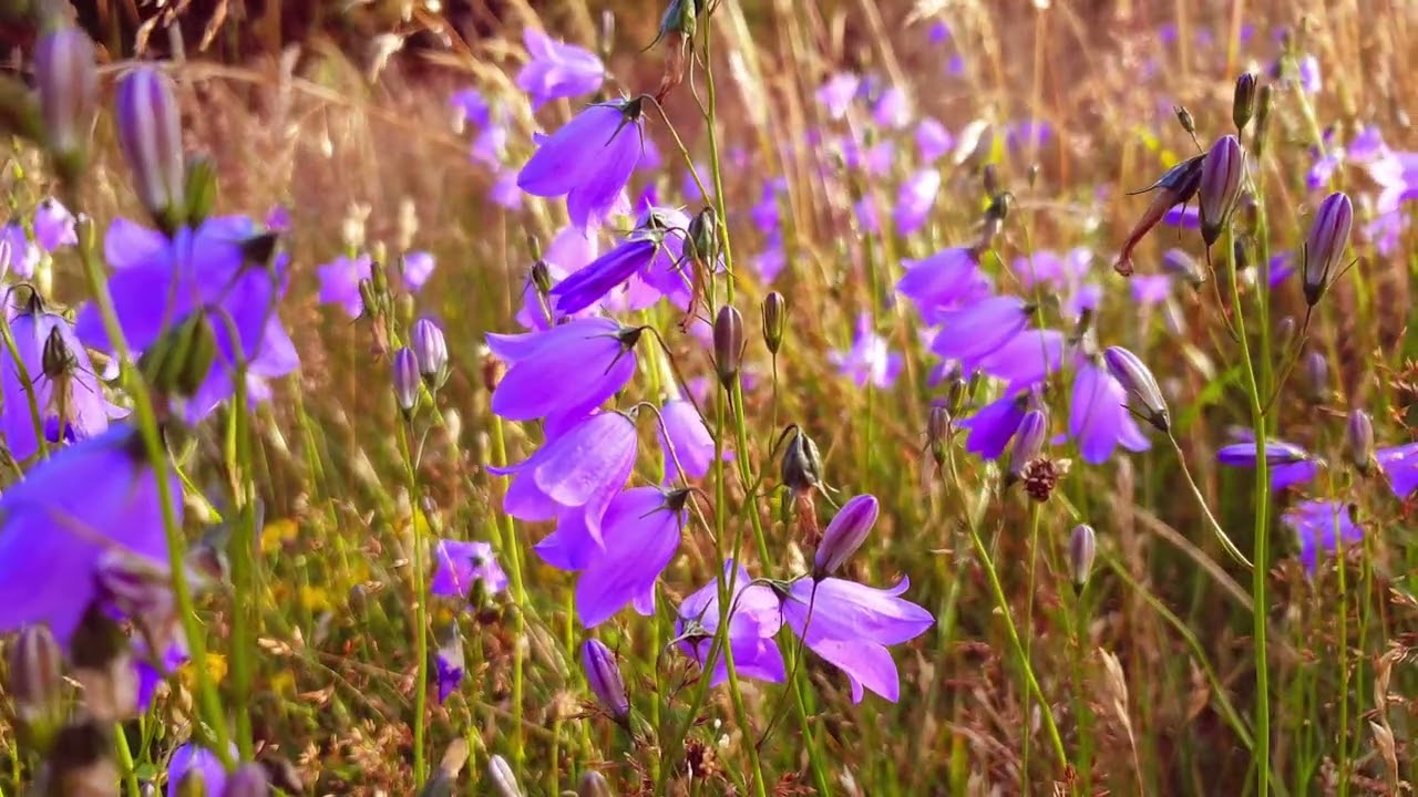 ASMR Relaxing Flower Field 10H 4K