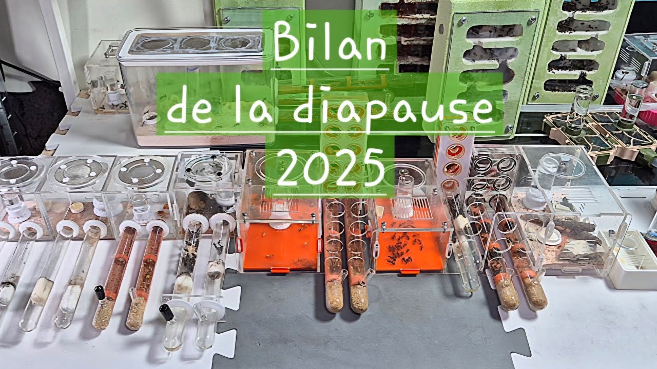 Fin de la diapause chez mes endémiques 