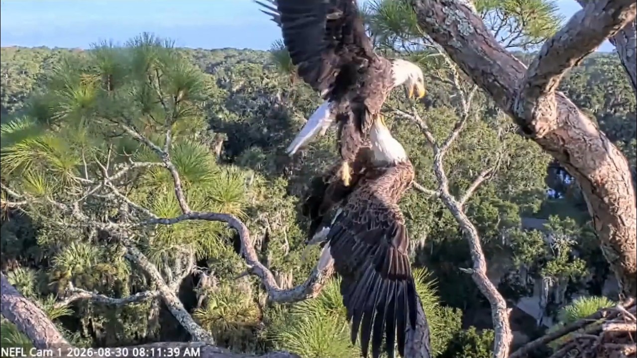 Beau: The Very Definition of an Eager Mate | NEFL Bald Eagle Nest Gabby & Beau (8/30)