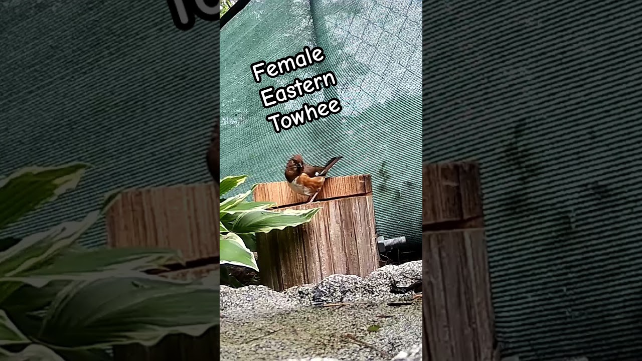 Towhee Thursday #towhee #shortsfeed #shortsvideo #short #short #birds #nature #birdwatch