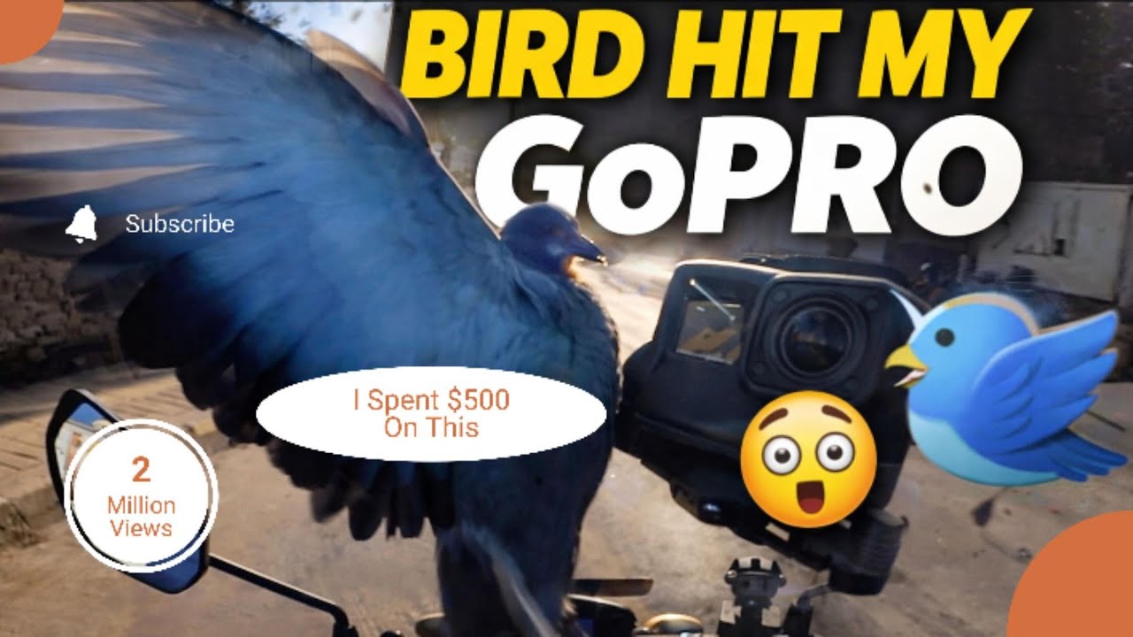 Cute Bird Saves a Bike from an Accident 🐦❤️ #CuteBird#Bird#Humanity#Birds ​ ⁨@SinghMotoJourney⁩