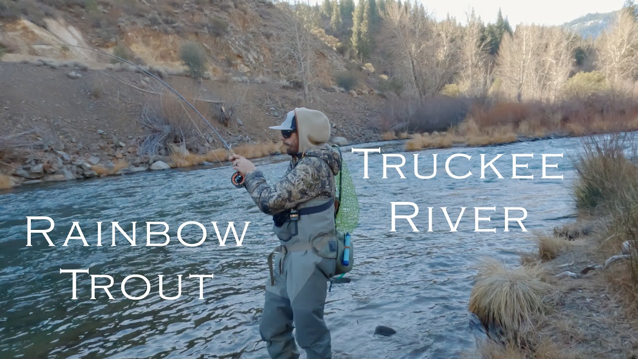 Confrontation in the Canyon (Rainbow Trout on the Truckee River)