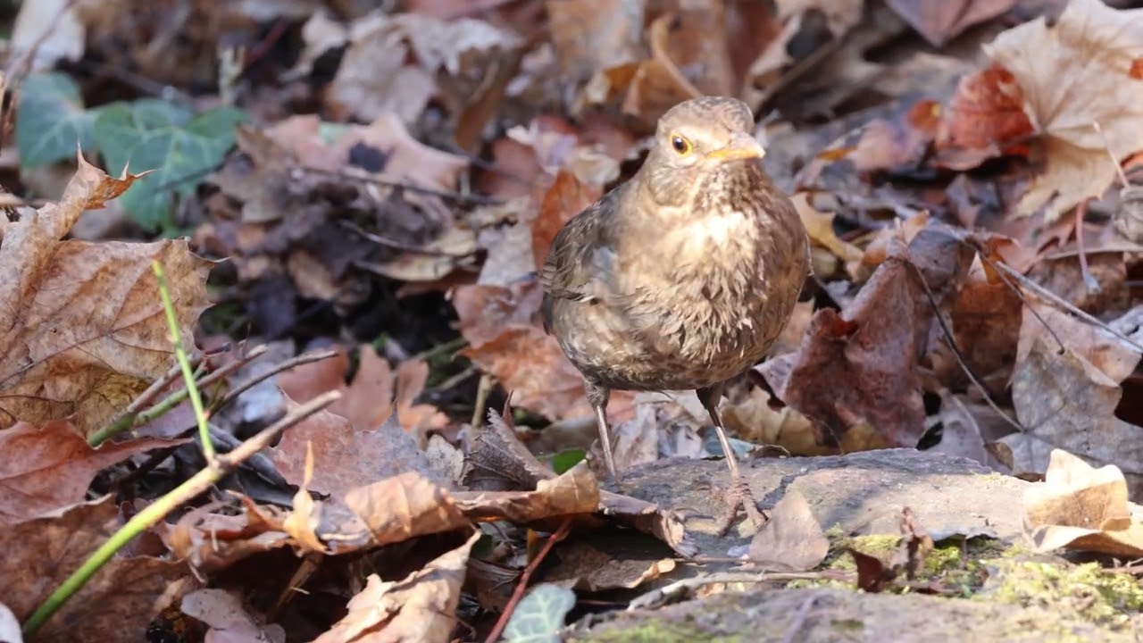 female blackbird shuffling leaves around