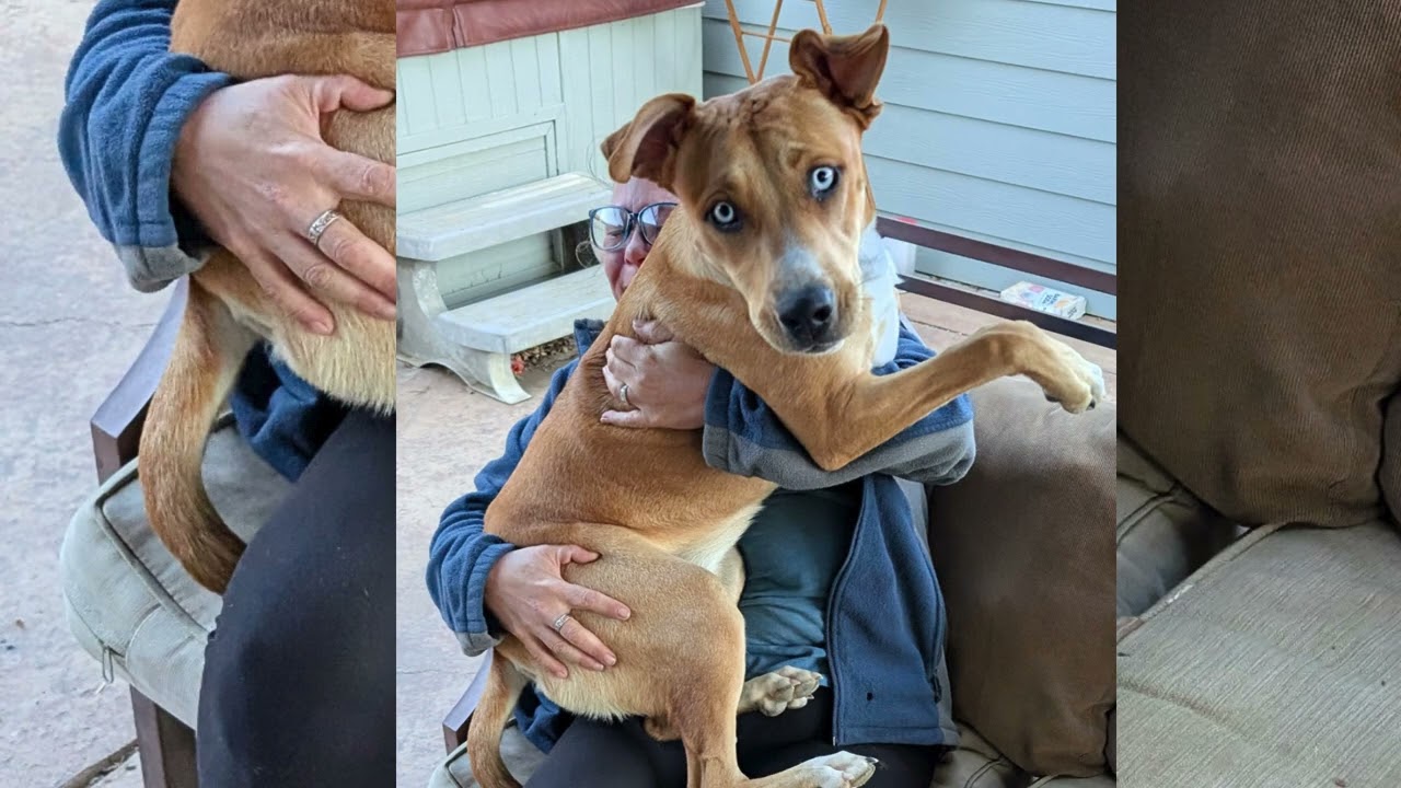 Penny the lap-dog 🐾😅