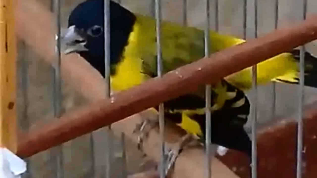 Pintassilgo doido cantando pra belguinha!