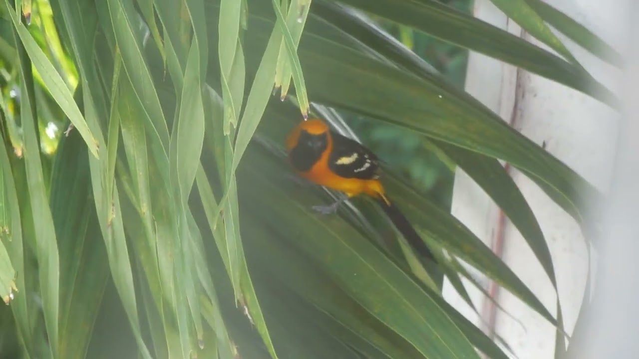 Pájaro calandria dorso amarillo buscando para fabricar su nido