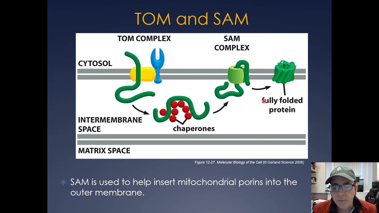 Molecular Cell Biology Lecture 22, Part A