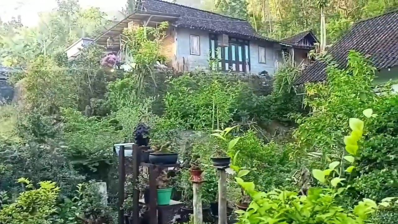 Pagi hari yang indah,keliling kampung suku Jawa yang hidup di desa pedalaman menikmati udara segar 