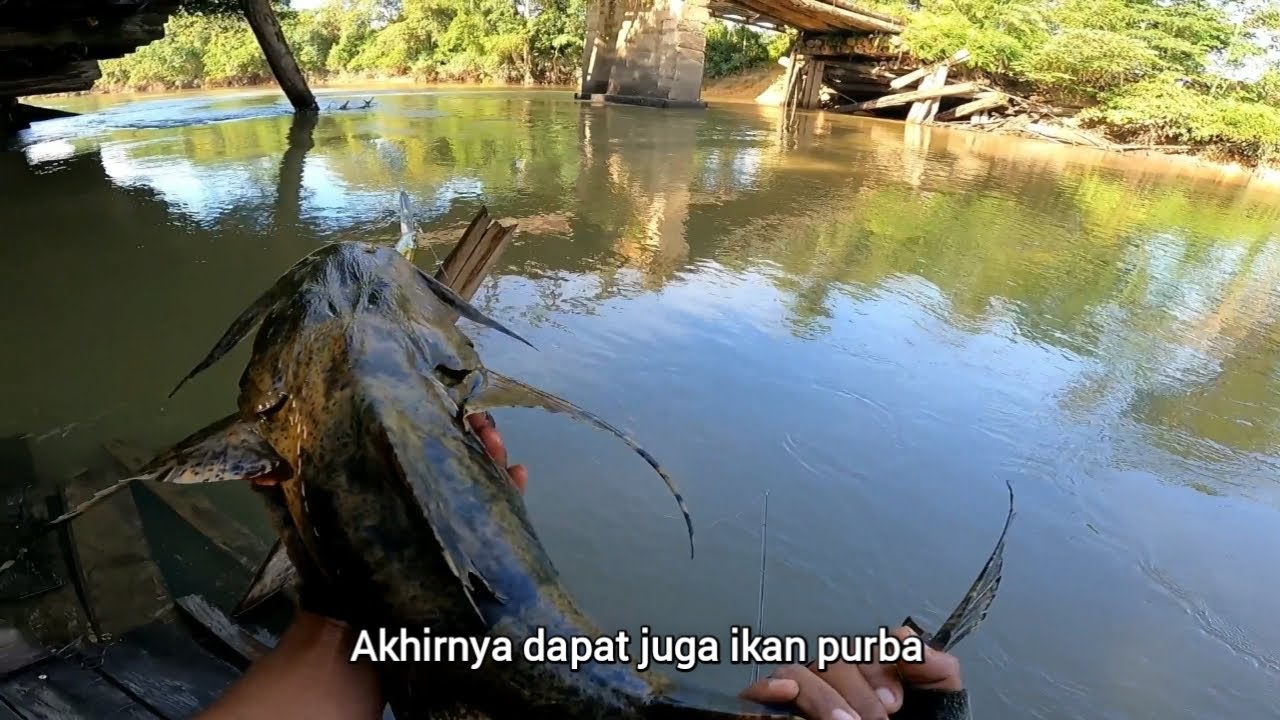 Akhirnya ‼️ ikan purba berhasil landed