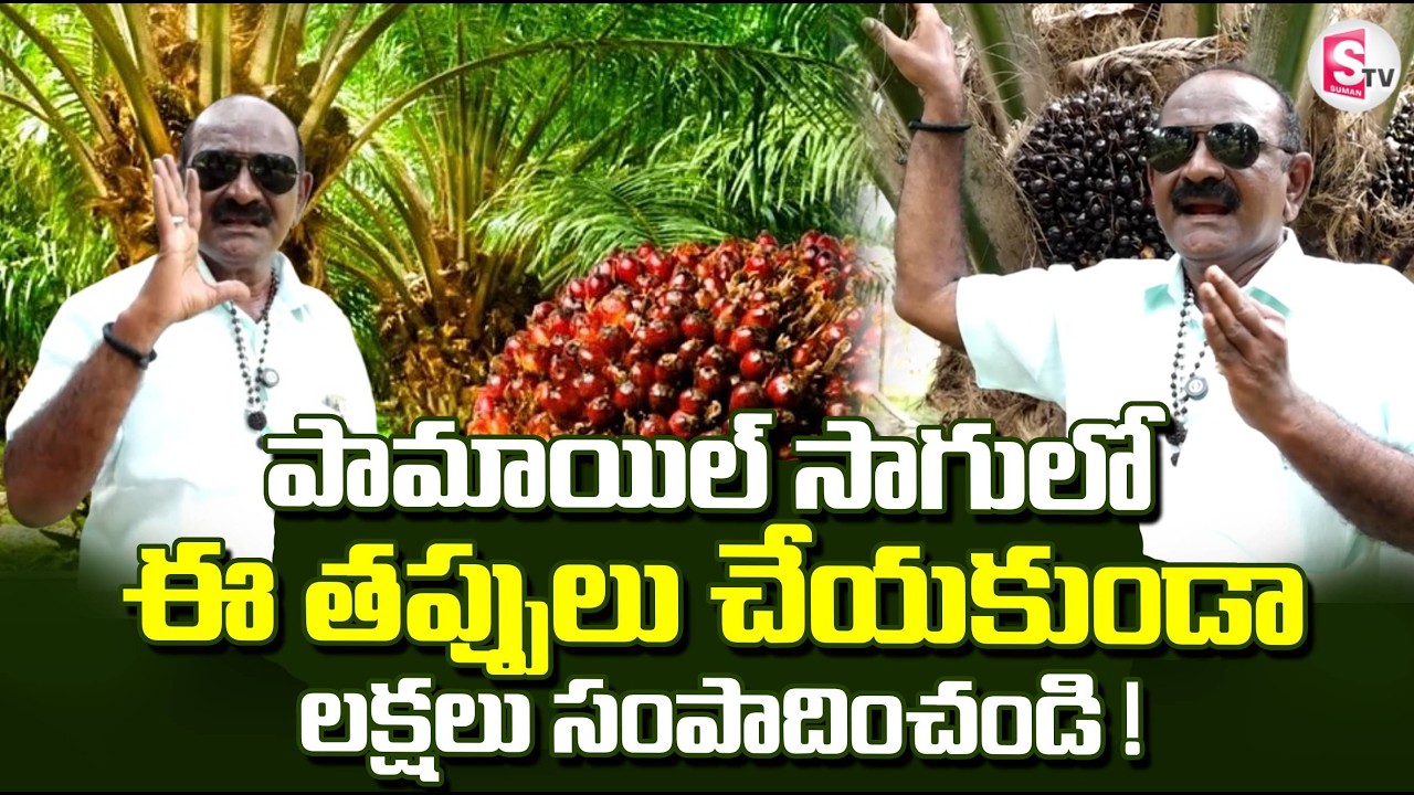 పామాయిల్ సాగులో రైతులకు నా పూర్తి అనుభవం ! | Palm Oil Farming Tips |@సుమన్ టీవీ రైతు
