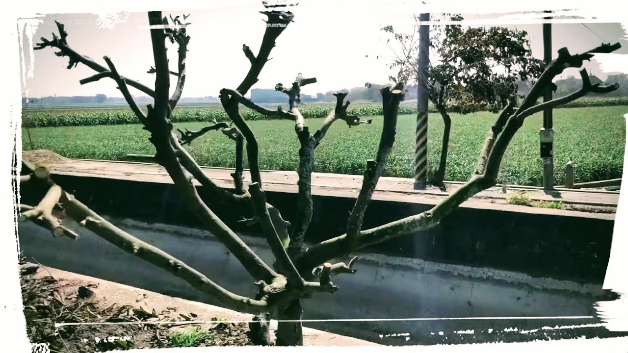 堤岸的「釋迦」樹~採收完重剪（剃頭）。2021年2月21日