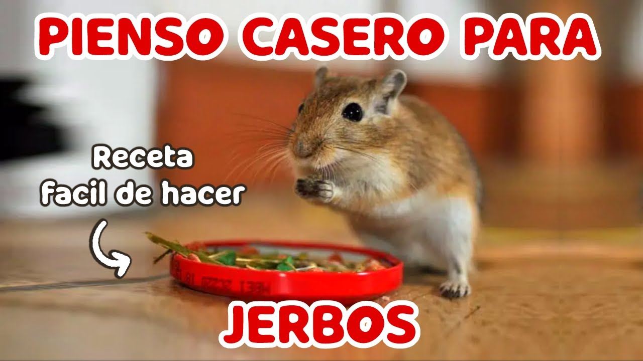RECETA de Comida casera o Pienso CASERO para JERBO 🐀