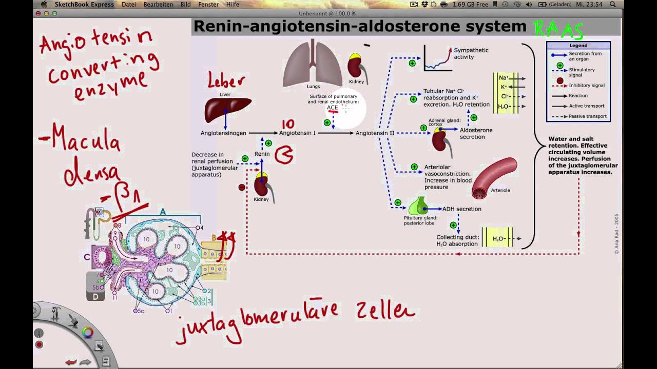 Renin-Angiotensin-Aldosteron-System