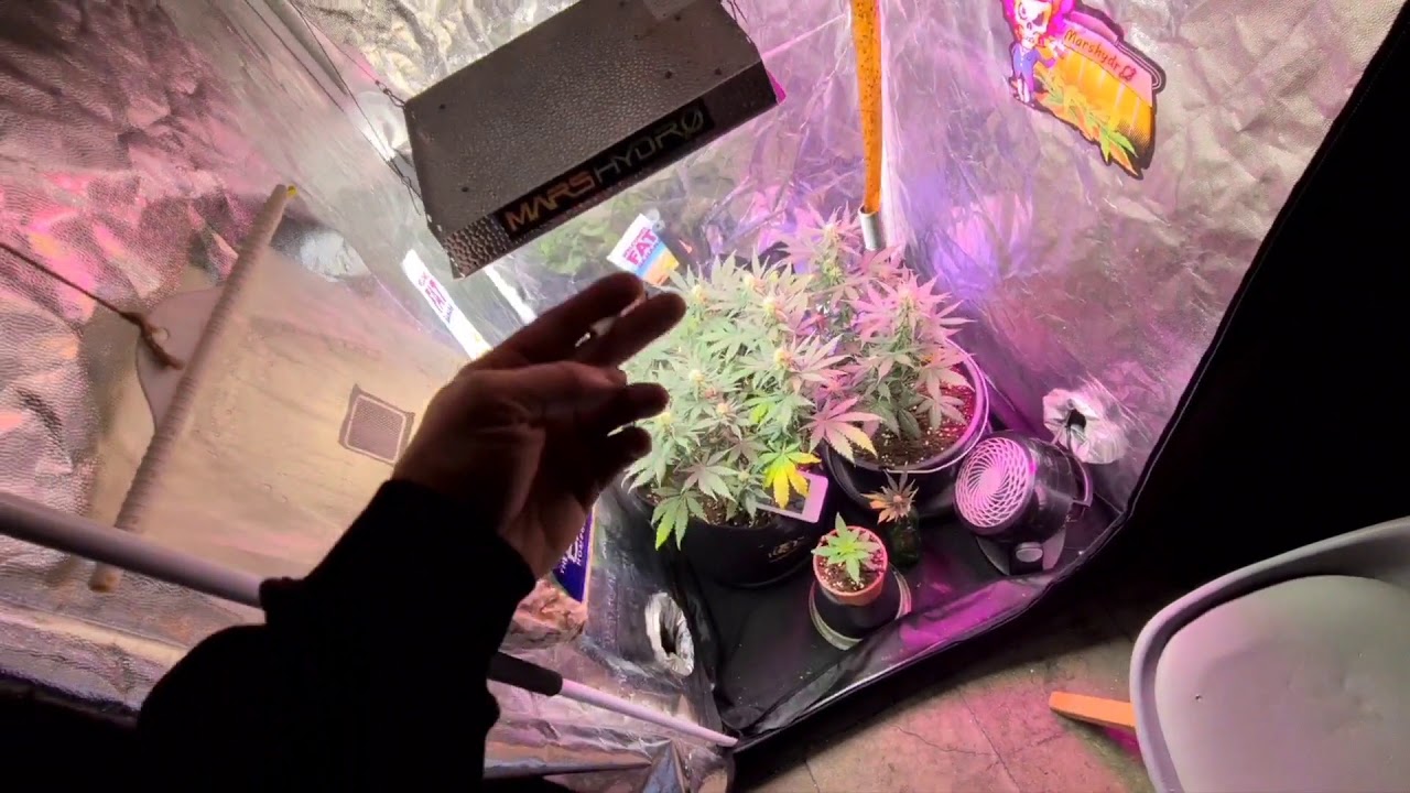 MarsHydro Ts600 szybki Fryzjer✂️☃️ SpizganyJanusz 💚💨 #LatającyHolender #SpizganyJanusz #Haze