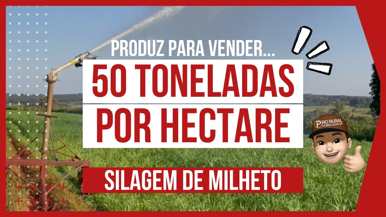 PRODUÇÃO DE 50 TONELADAS POR HECTARE E FAZENDO SILAGEM DE MILHETO VALENTE