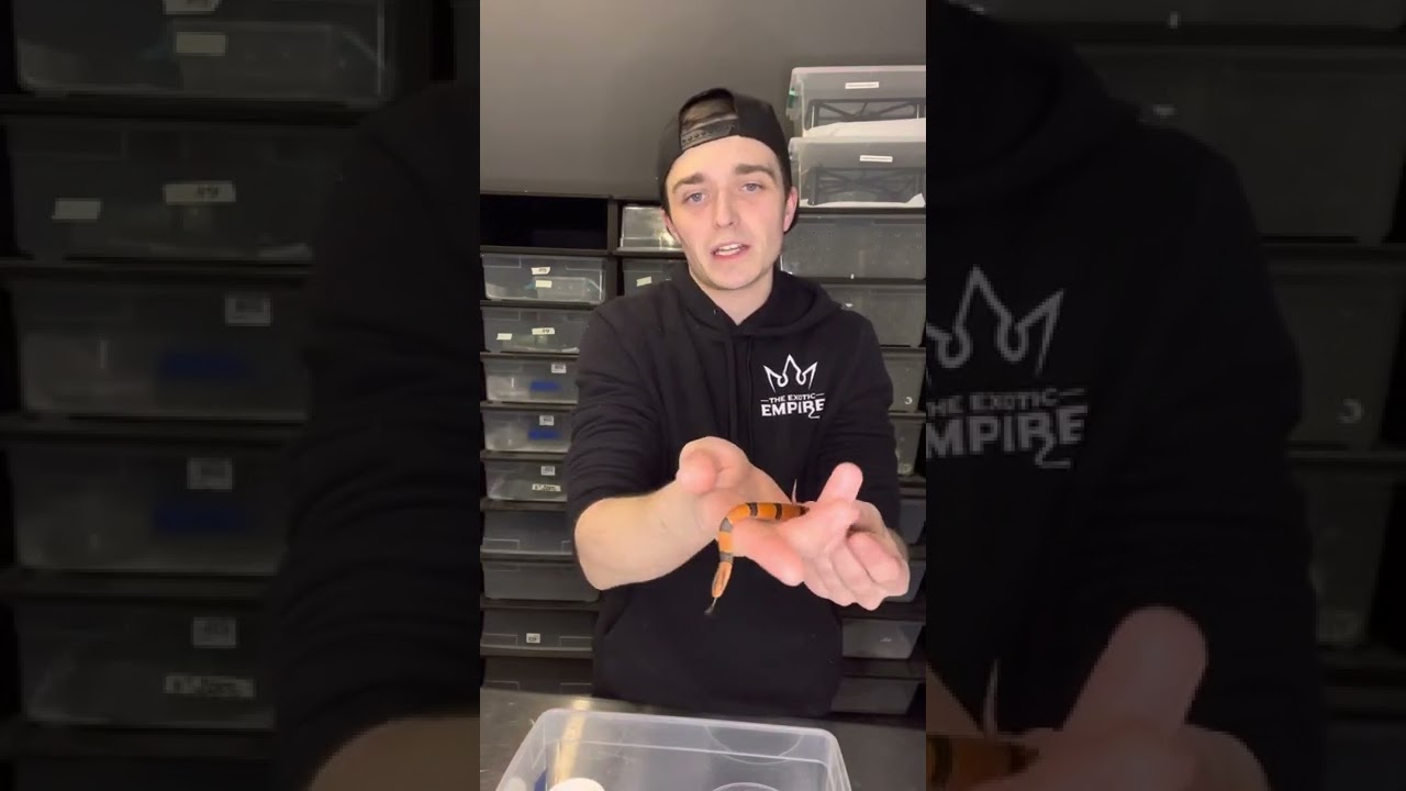 Species Index #3- Yunnan Bamboo Rat Snakes