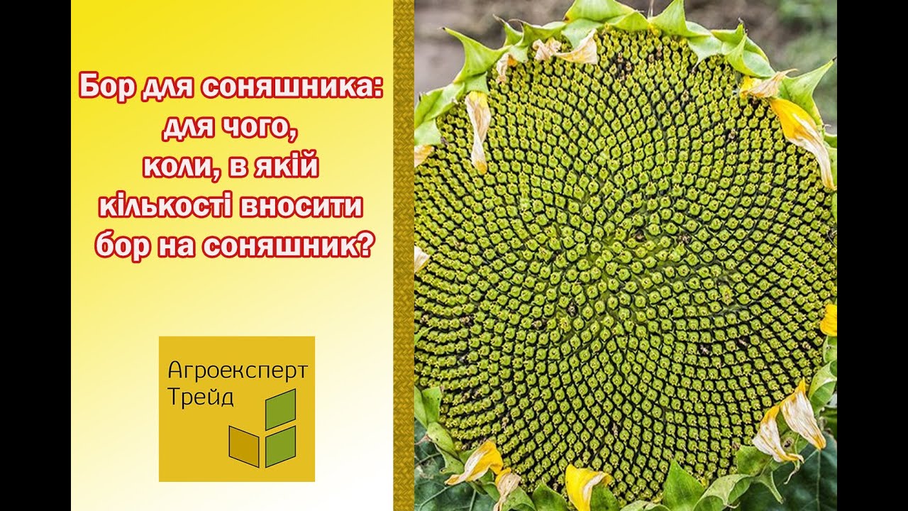 🌻 Бор для соняшника для чого, коли, в якій кількості вносити бор на соняшник? 🌻