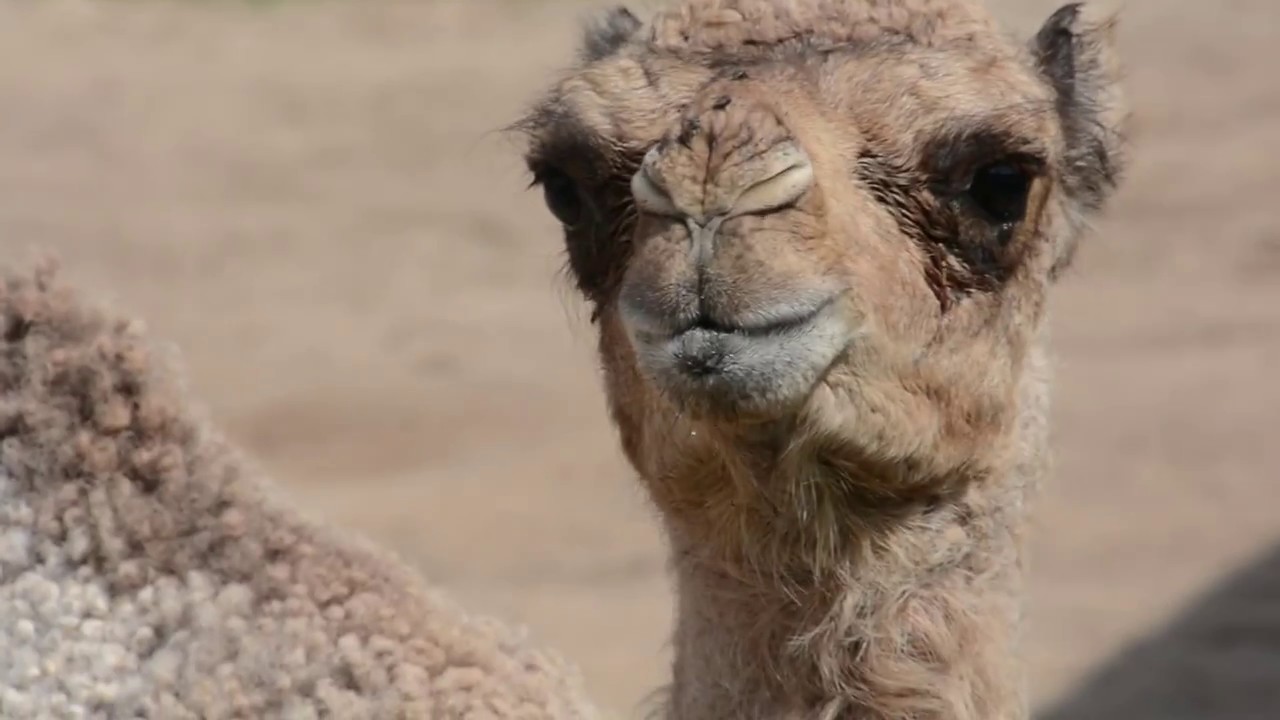 Dromedary Camel Calf