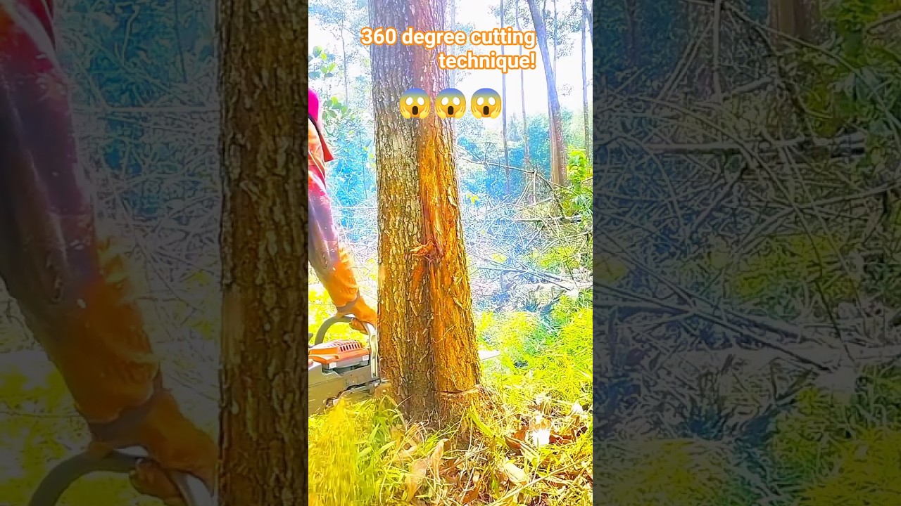 360 degree cutting technique! #fall #tree #trees #treeclimber #treecutting #woodworking #shorts