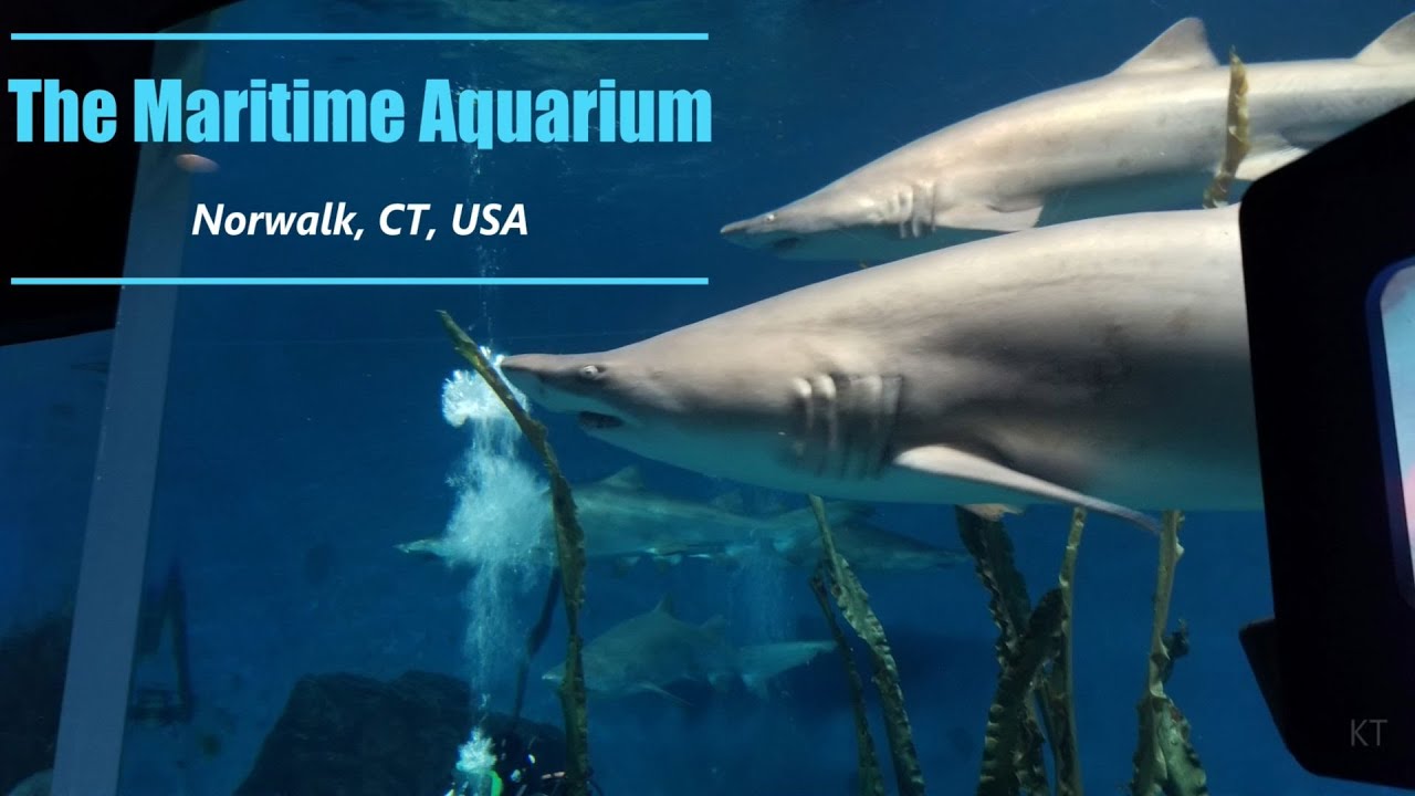 The Maritime Aquarium, Norwalk, CT, USA - Very Nice Aquarium in Connecticut