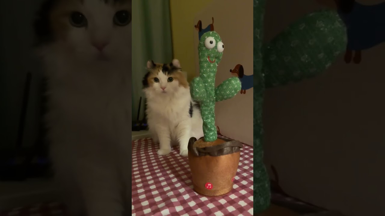 Play a prank on my cat #Foryou #cat #cats #funnyvideos #funny #fyp #pets #funnyanimals #funnycats