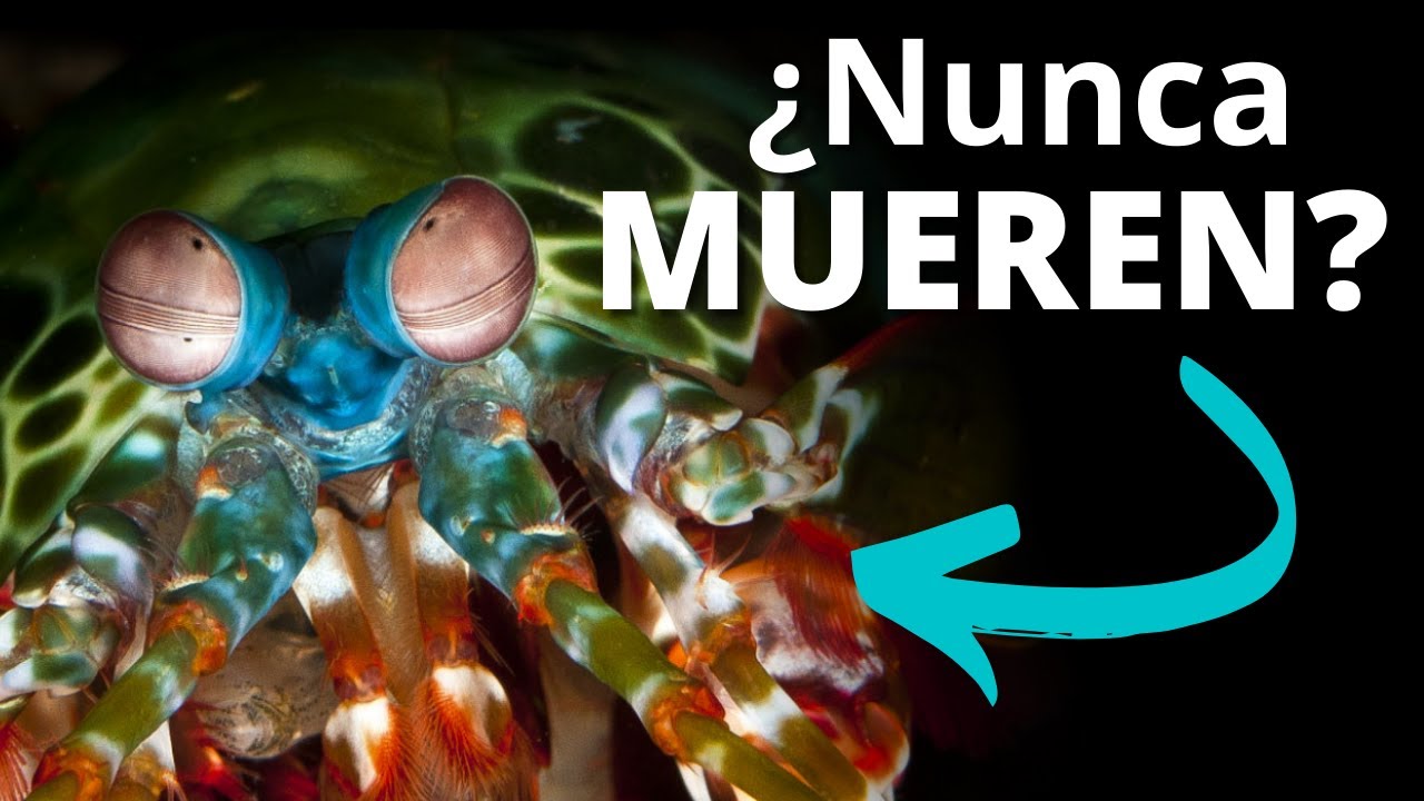 Los crust&aacute;ceos y su dura armadura