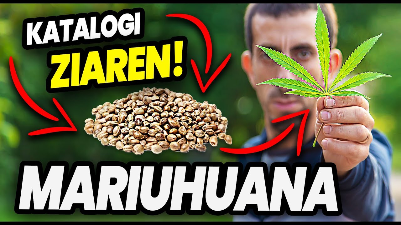 [VLOG #1] Przeglądamy katalogi z marihuaną THC z Barcelony - początki hodowli zioła marihuany