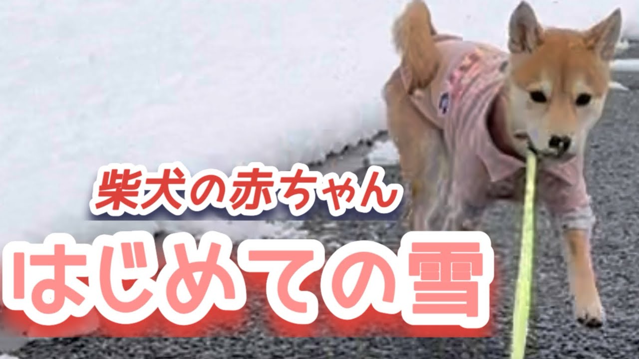 雪に大はしゃぎの柴犬三兄妹  #柴犬  #多頭飼い #こいぬ 