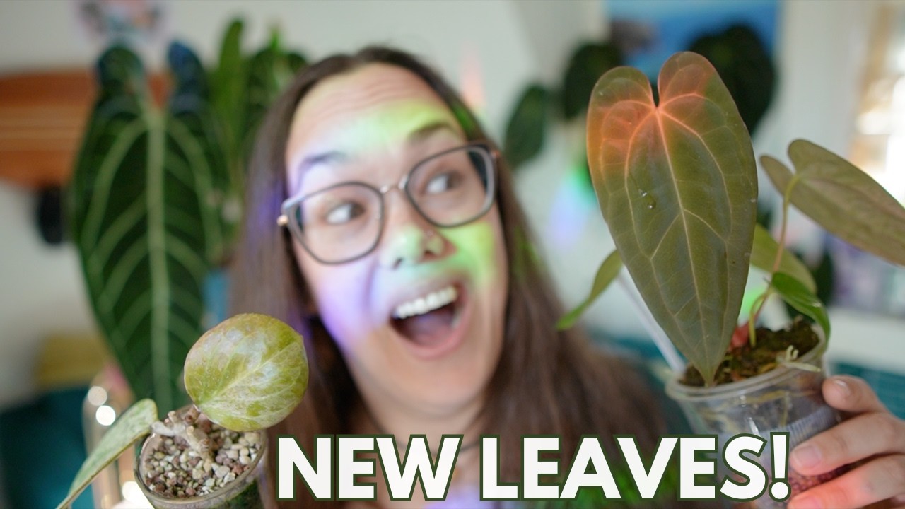Plant updates after our Spain trip - Hoya, Anthurium, Monstera | Plant with Roos