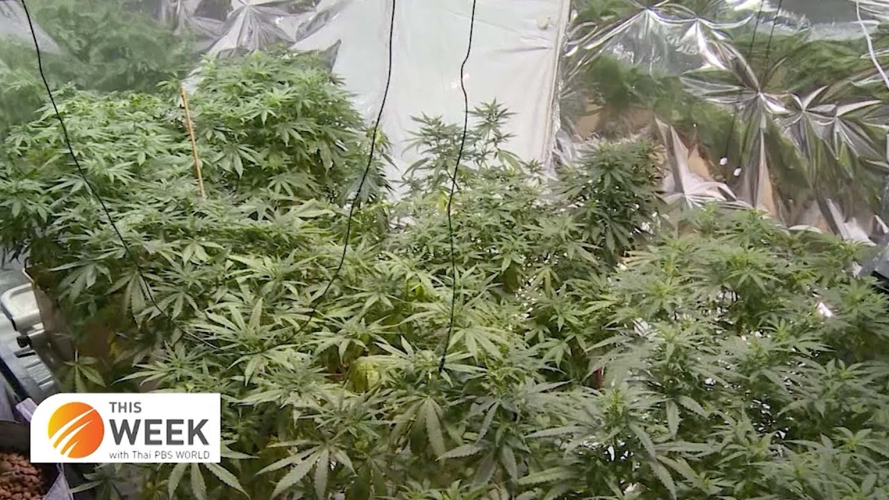 2021: The year cannabis became legal in Thailand
