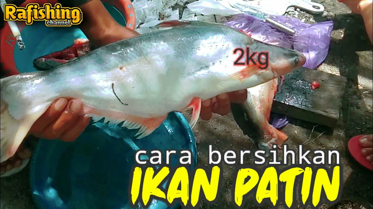 Cara Bersihkan (menyiang) Ikan Patin Besar||Patin Sungai Katingan
